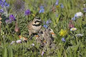 Fathers Prints: Horned / Shore Lark - male feeding young at nest - Western U. S. - Summer _D3C9523