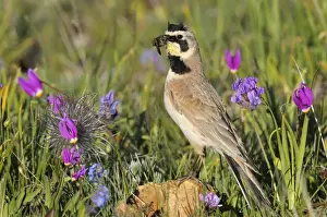 Collection Prints: Horned / Shore Lark - male with food in mouth - Western U. S. - Summer _D3C9362