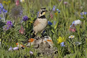 Fathers Prints: Horned / Shore Lark - male with young at nest - Western U. S. - Summer _D3C9471