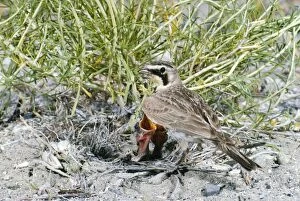 Horned / Shore Lark - at nest with young