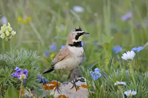 Larks Prints: Horned / Shore Lark - Western U. S. - Summer _D3C8076