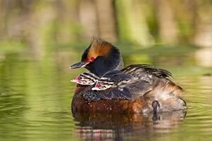 Images Dated 1st June 2014: Horned / Slavonian Grebe