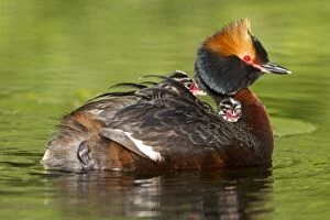 Images Dated 1st June 2014: Horned / Slavonian Grebe