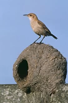 HORNERO / Ovenbird - on nest