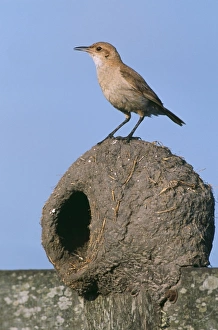 Images Dated 22nd June 2006: Hornero / Ovenbird - on nest Buenos Aires Province, Argentina