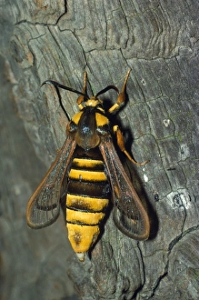 Images Dated 7th September 2007: Hornet Clearwing Moth - mimicry