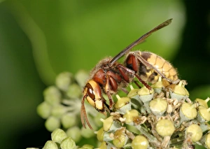 Images Dated 11th October 2004: Hornet Feeding on ivy Bedfordshire UK
