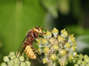 Images Dated 11th October 2004: Hornet Feeding on ivy Bedfordshire UK