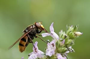 Images Dated 28th July 2012: Hornet Mimic Hoverfly