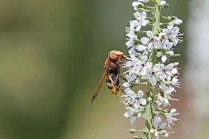 Hornet Mimic Hoverfly - on garden flower - Essex - UK IN000972