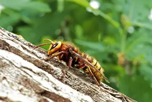 Hornets Prints: Hornet - Queen