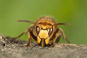 Hornet - Queen chewing wood for nest building Norfolk UK