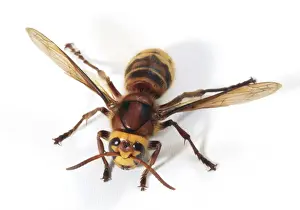 Hornet Queen JD 13444 Vespa crabro © John Daniels / ardea. com