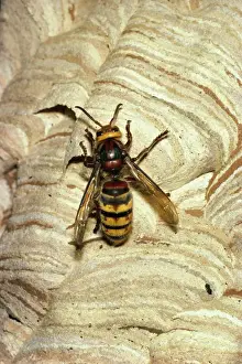 Hornets Prints: Hornet - Queen on nest