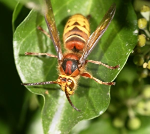 Images Dated 11th October 2004: Hornet Resting on ivy top view Bedfordshire UK