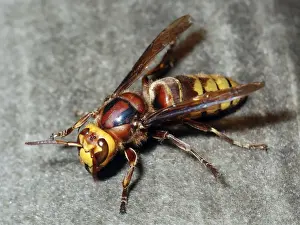Hornets Prints: Hornet - UK and Europe