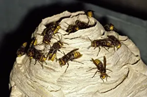 Hornets Prints: Hornets - on nest