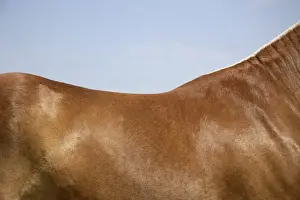 Coats Prints: Horse. Back