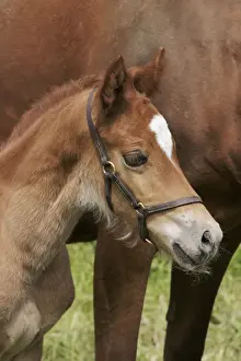 Tack Prints: Horse - 7 day old foal with mother close up Bedfordshire UK