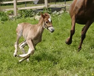 Cantering Prints: Horse - 7 day old galloping foal with mother Bedfordshire UK