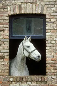 Horse - ├â flea bitten grey├â colouring, standing with head through open window