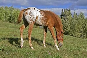 Colt Gallery: Horse - Appaloosa Colt feeding in meadow