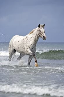 Images Dated 30th August 2007: Horse - Appaloosa galloping through ocean surf