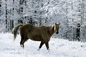 Caballus Gallery: Horse - Appaloosa at pasture walking in fresh snow