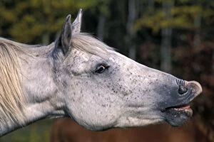 Horse - Appaloosa taking a breath, close-up of head