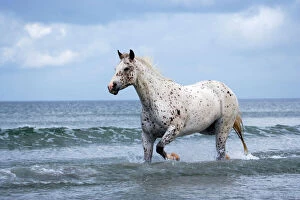 Pacific Gallery: Horse Appaloosa trotting in ocean surf