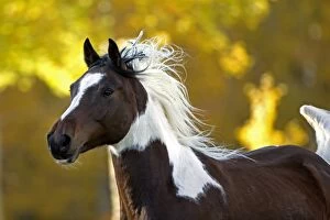 Horse - Arab Paint Gelding galloping in field of