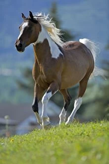 Horse - Arab Paint Gelding galloping in meadow