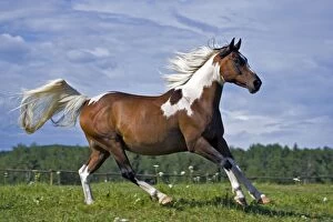 Horse - Arab Paint, gelding galloping in pasture