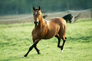 Arabs Gallery: HORSE - Arab Stallion, galloping