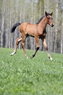 Images Dated 16th May 2008: Horse - Arabian Bay Colt trotting, portrait, profile
