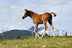 Horse - Arabian chestnut Foal at pasture, portrait profile