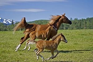 Horse - Arabian chestnut Mare and fillies galloping