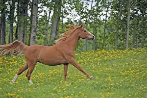 Horse - Arabian chestnut mare trotting on meadow of flowers