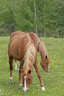 Horse - Two Arabian chestnut mares grazing in meadow