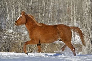 Caballus Gallery: Horse - Arabian chestnut running in snow covered field