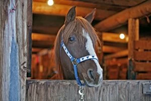 Barns Gallery: Horse - Arabian chestnut Stallion at barndoor, portrait