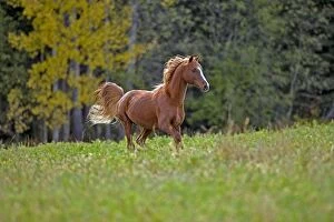Images Dated 2nd October 2007: Horse - Arabian chestnut Stallion running in meadow