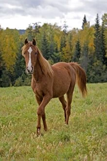 Horse - Arabian chestnut Yearling at pasture