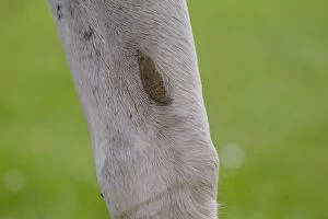 Images Dated 19th July 2012: Horse - Arabian - close-up of leg