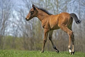 Colt Gallery: Horse - Arabian Colt few days old trotting on meadow
