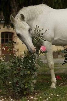 Images Dated 19th July 2012: Horse - Arabian - eating rose plant