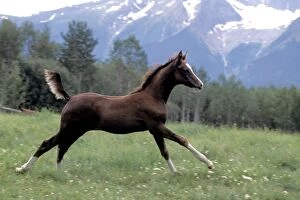 Arabs Gallery: Horse - Arabian Foal running in pasture