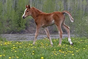 Caballus Gallery: Horse - Arabian Foal in spring meadow