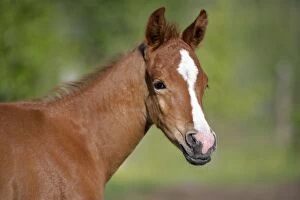 Caballus Gallery: Horse - Arabian Foal, two weeks old, portrait