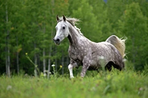 Horses Gallery: Horse - Arabian gray dapple galloping in meadow